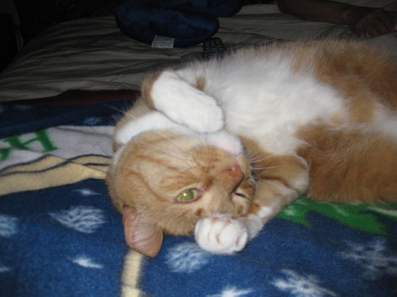 Our Beloved Cat, Morris...Don't Let Looks Deceive You, He Bites!