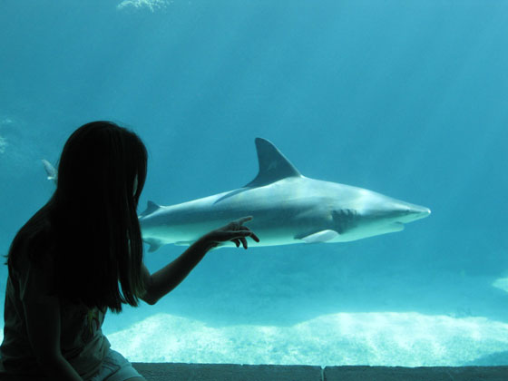 Rosemary Playing with Sharks at the Underwater Aquarium at the Atlantis