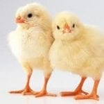 chicks chicks image