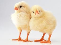 chicks image
